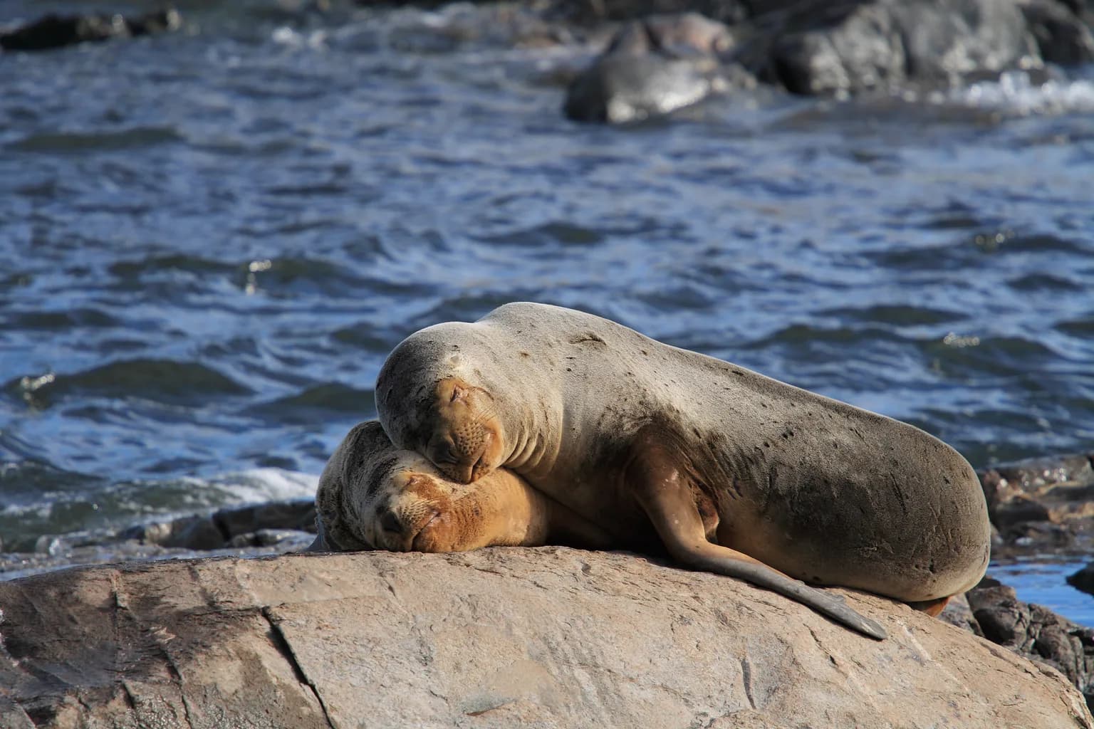 Animals of Argentina