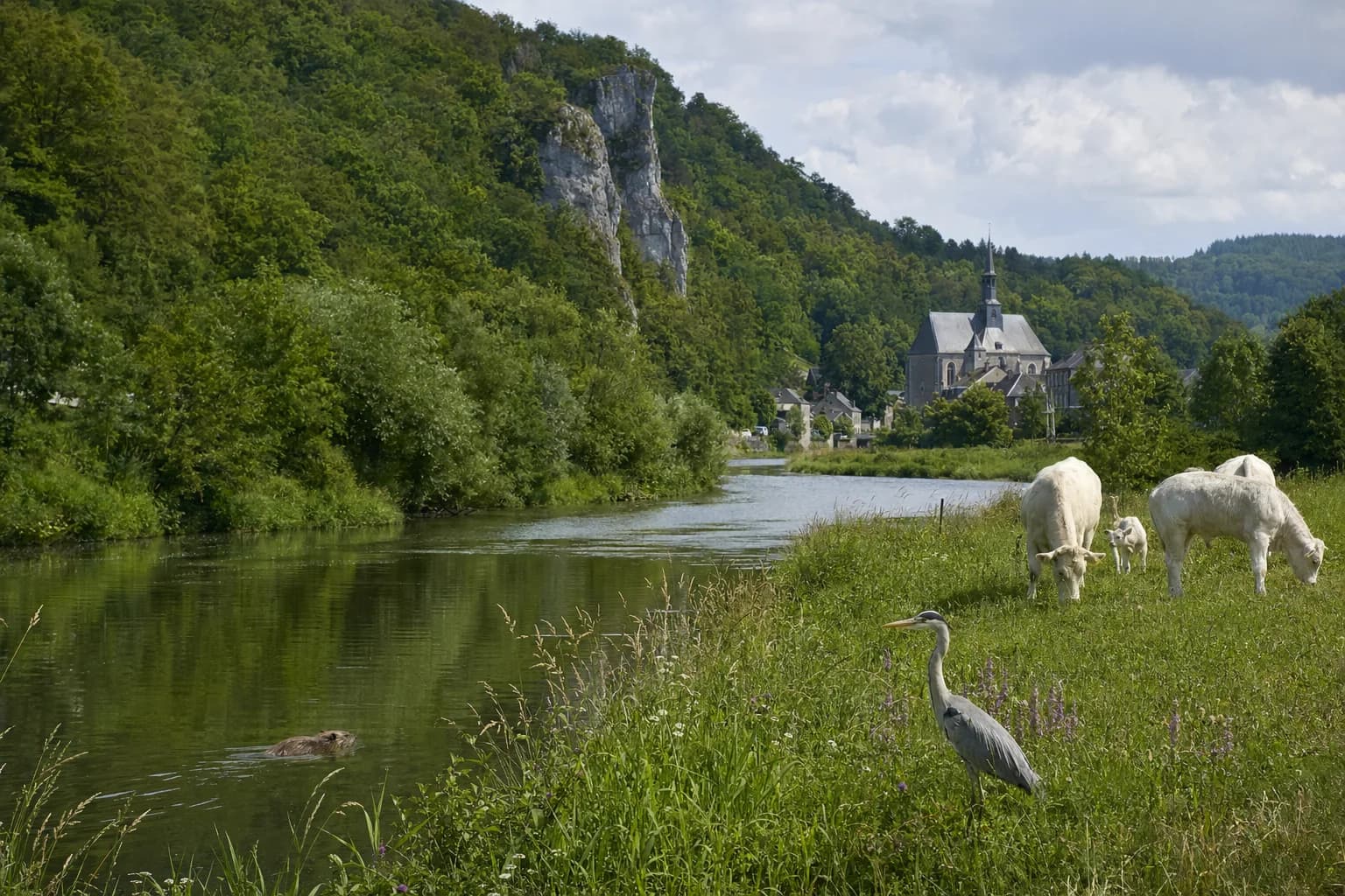 Animals of Belgium