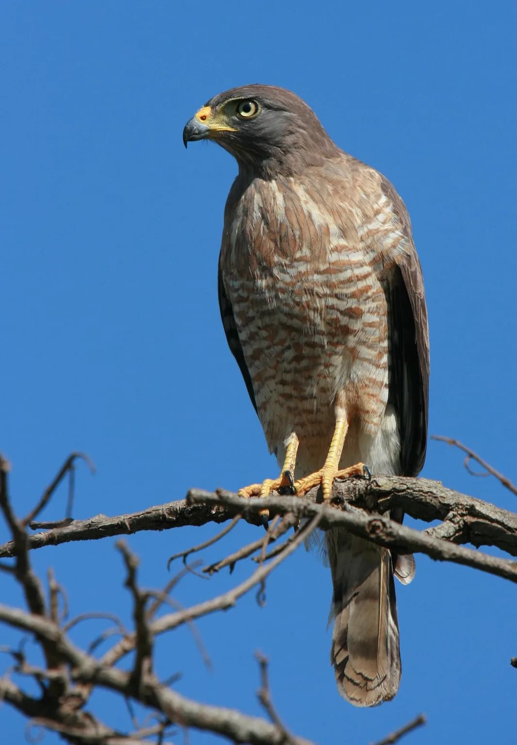 Animals of Brazil