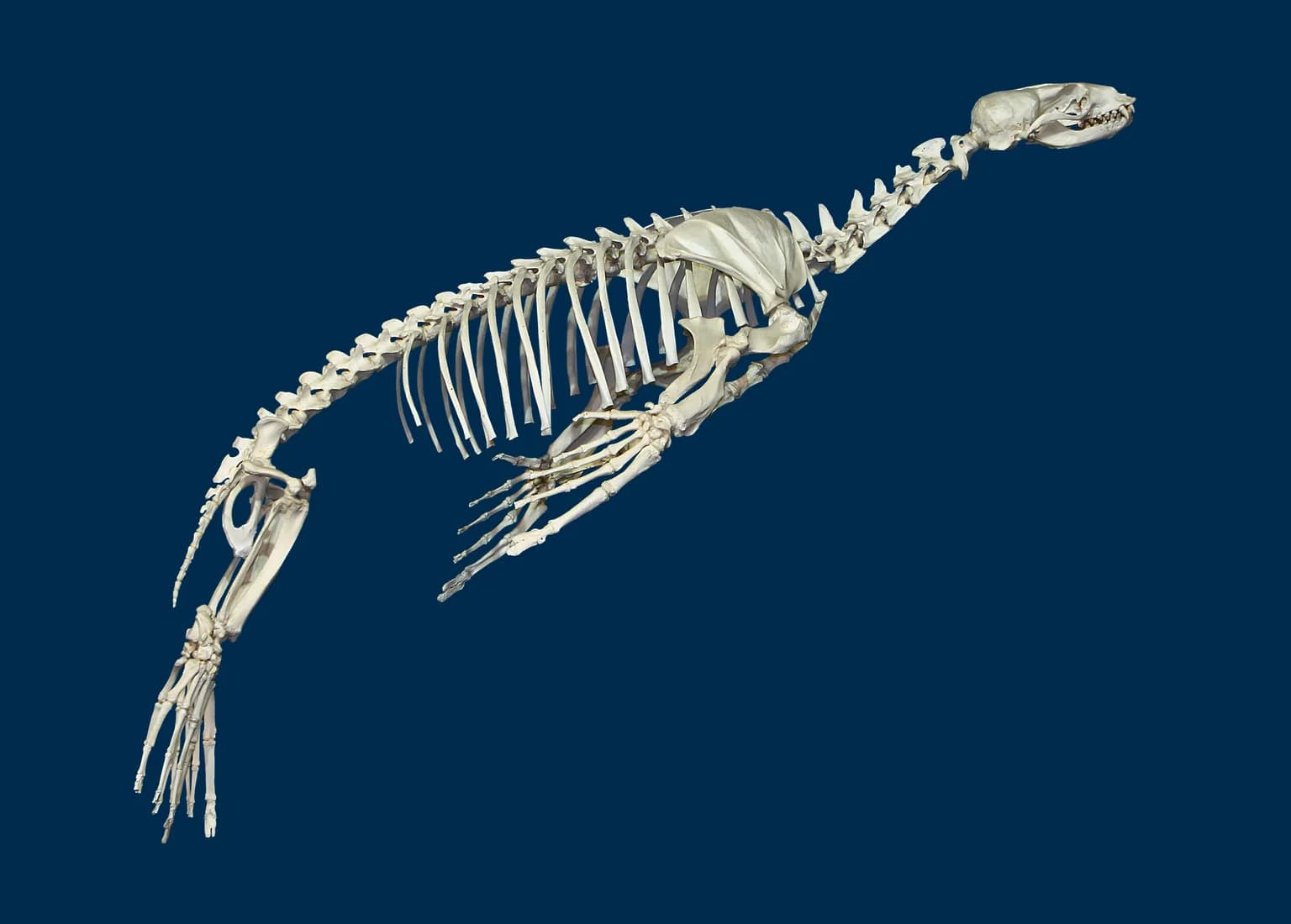 Animals of California