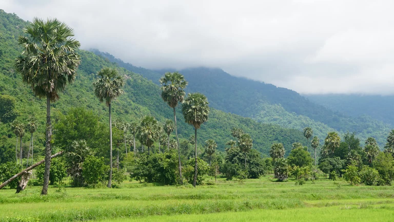 Nature of Cambodia
