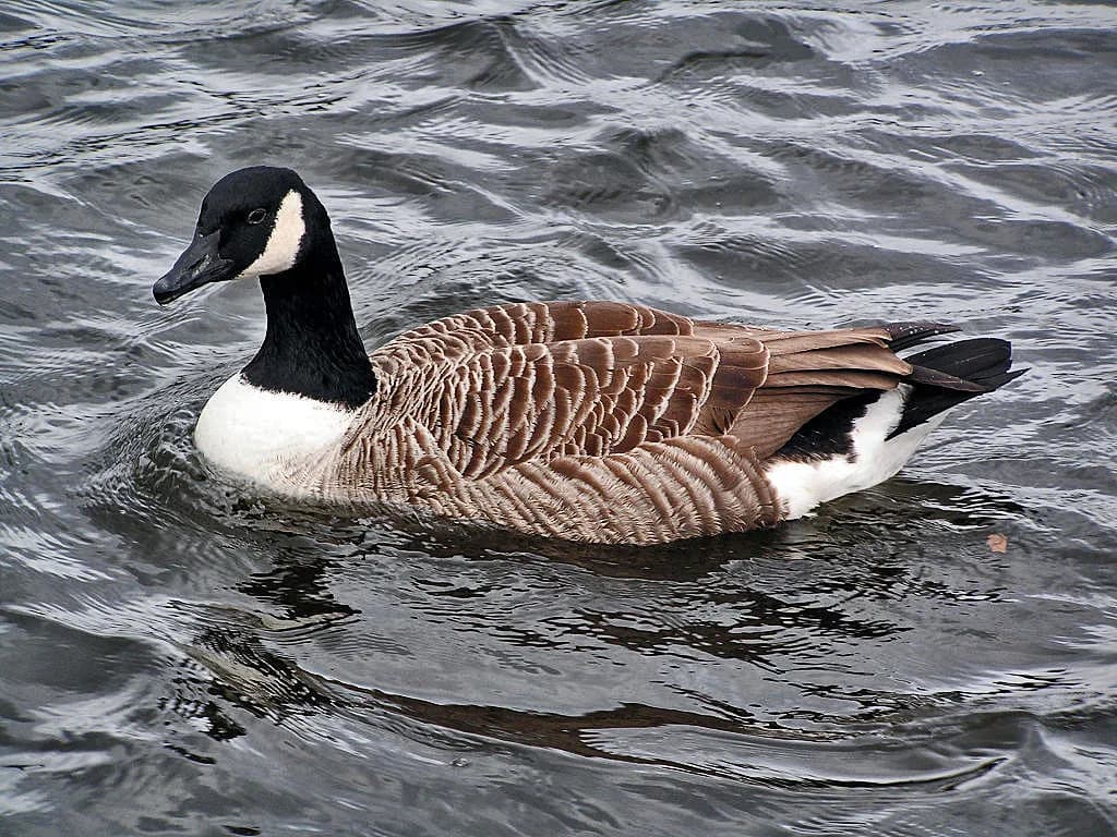 Animals of Canada