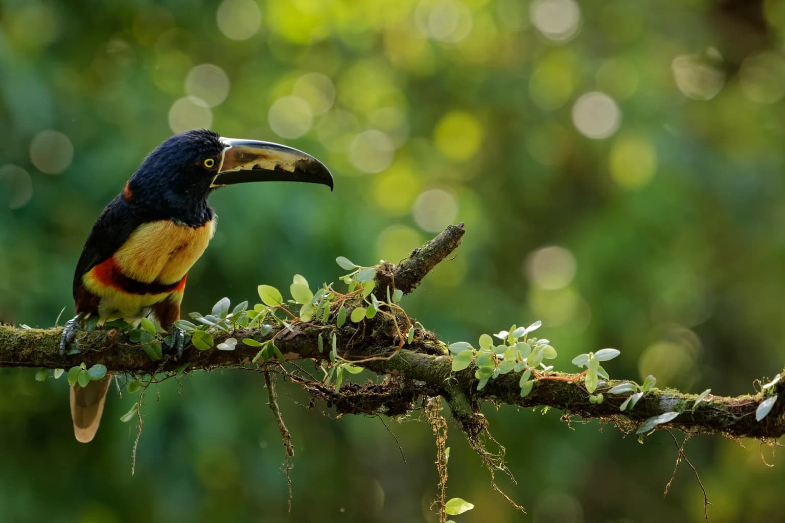 Animals of Costa Rica