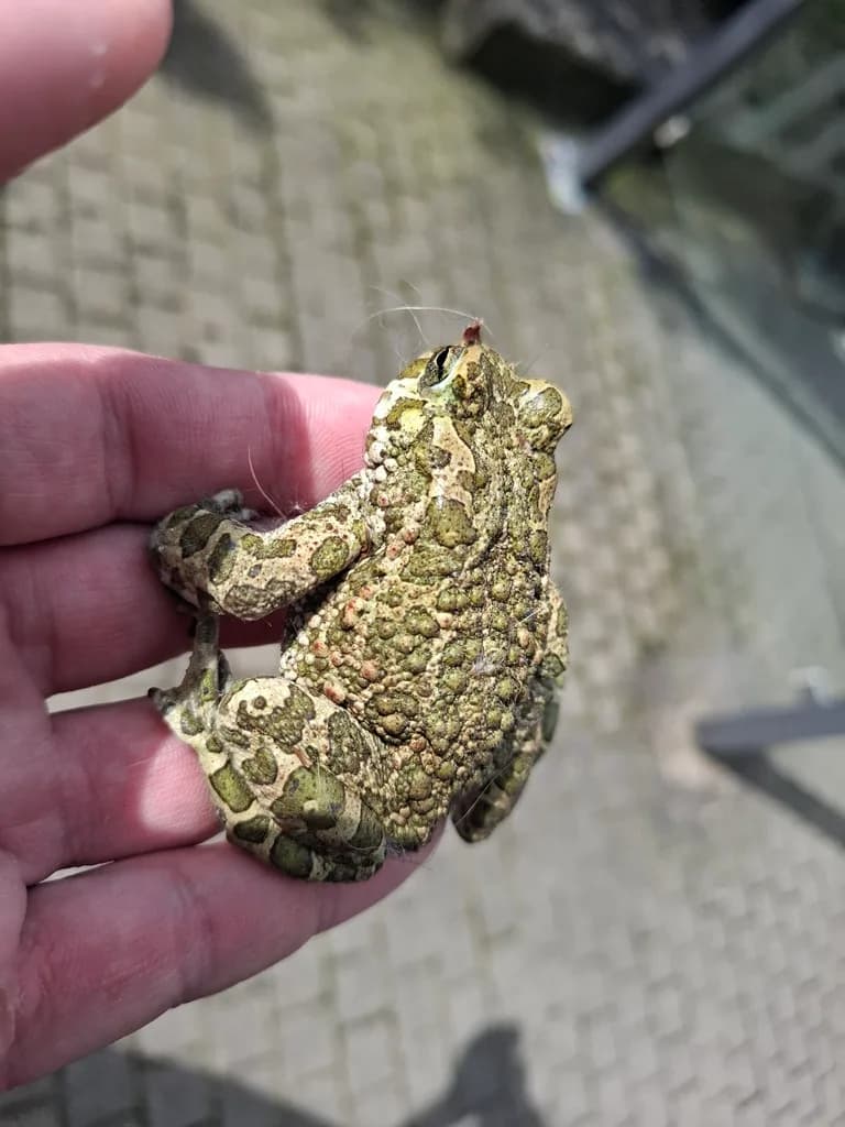 Animals of France