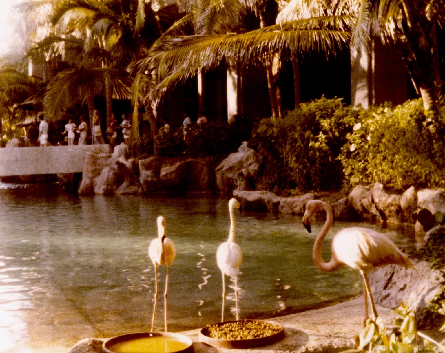 Animals of Guatemala