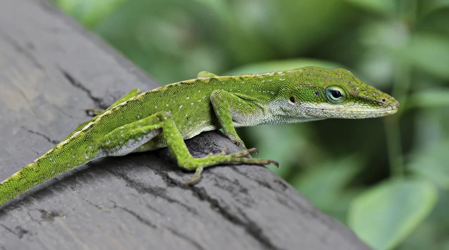 Animals of Hawaii