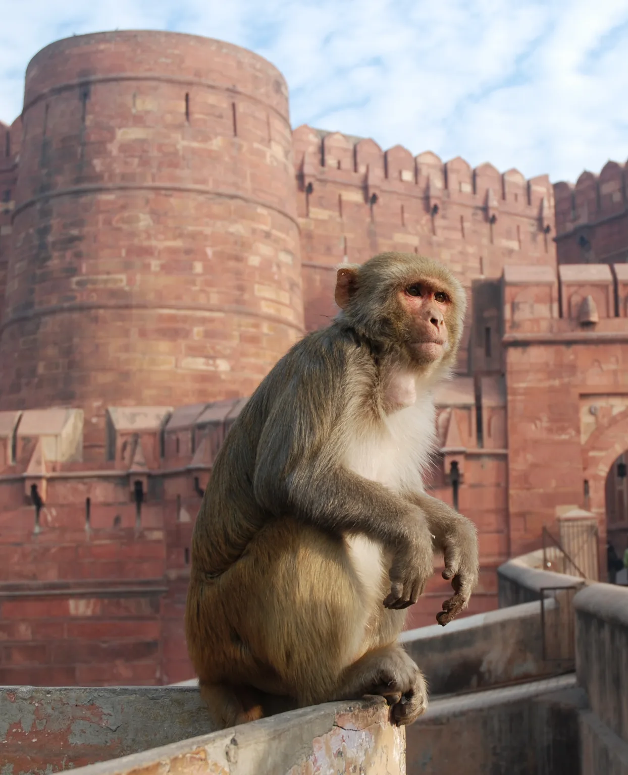Animals of India