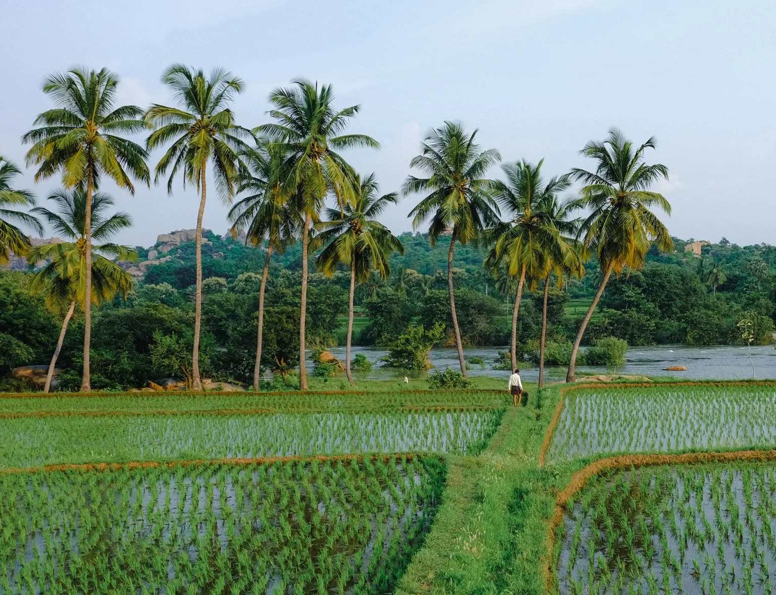 Nature of India