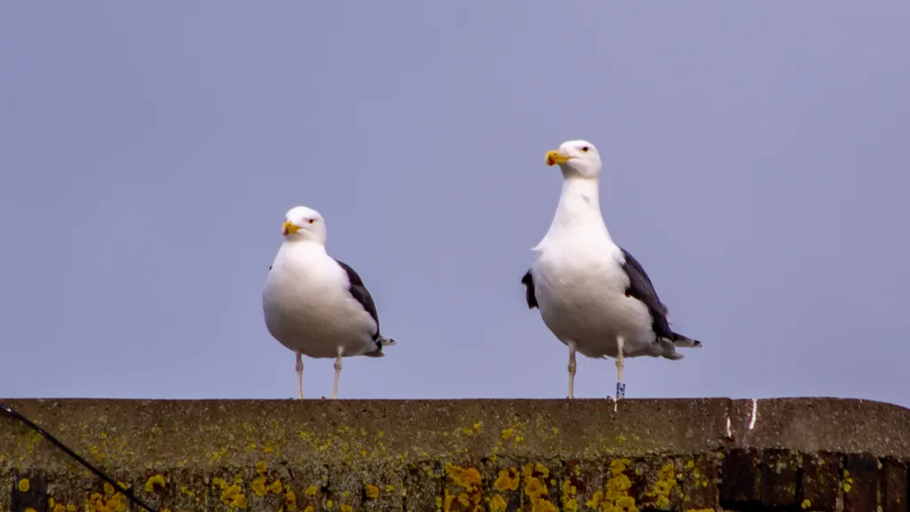 Animals of Ireland