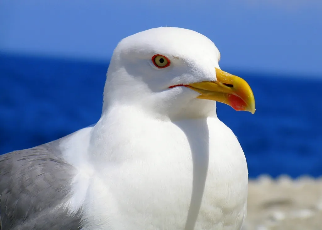Animals of Italy