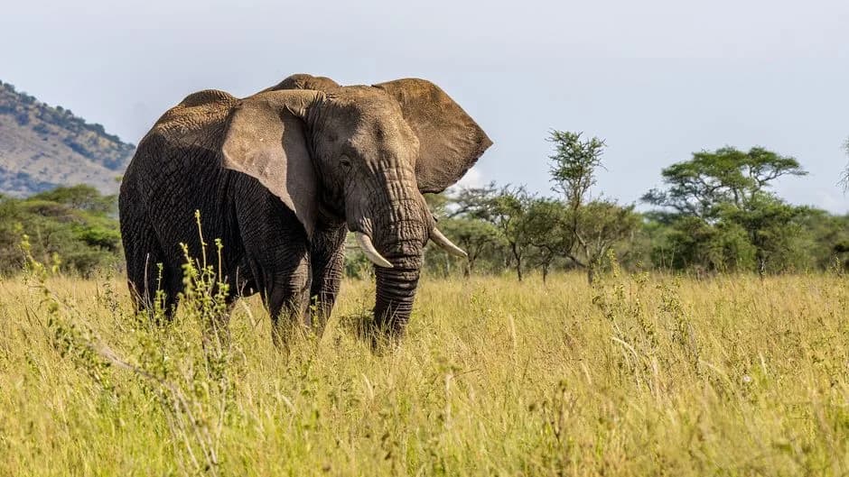 Animals of Kenya