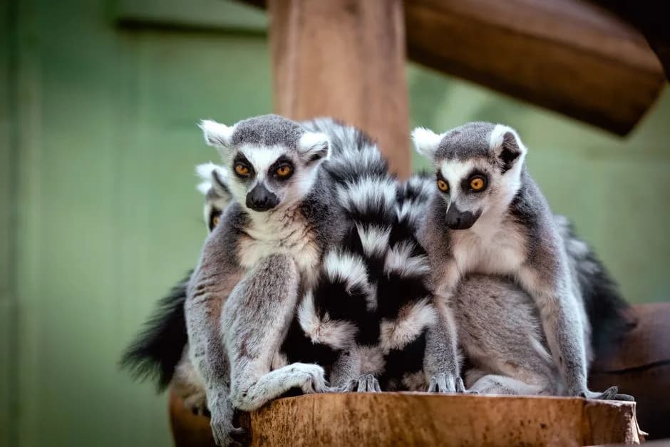 Animals of Madagascar