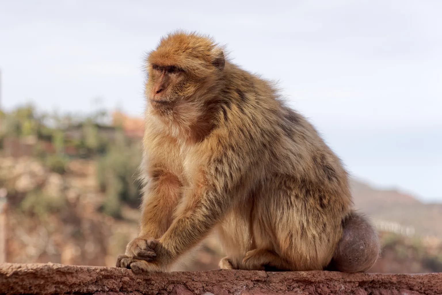 Animals of Morocco