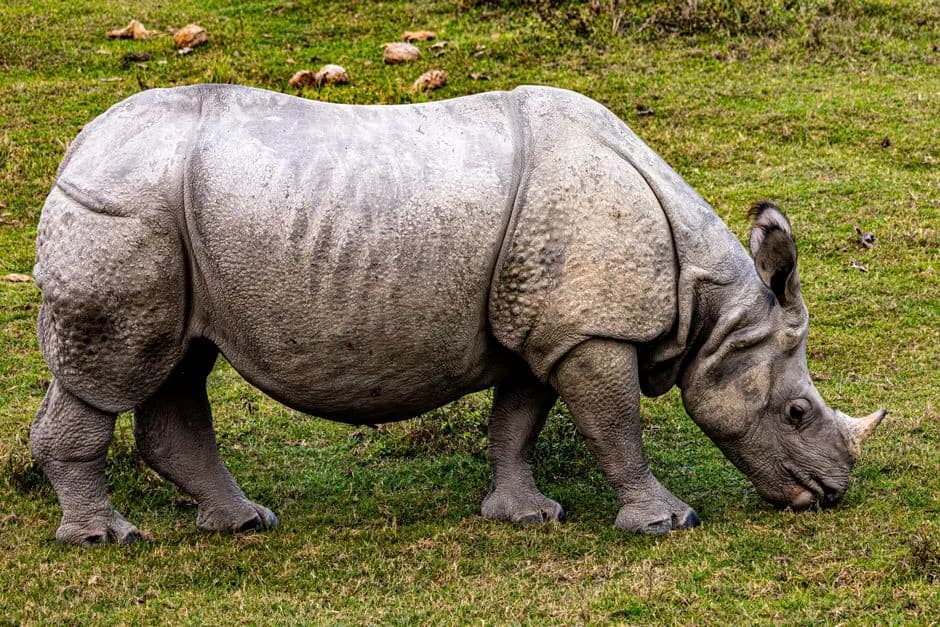 Animals of Nepal
