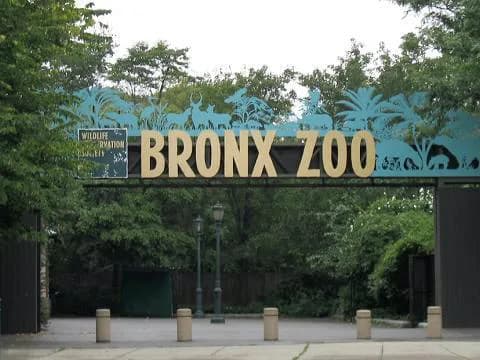 Animals of New York