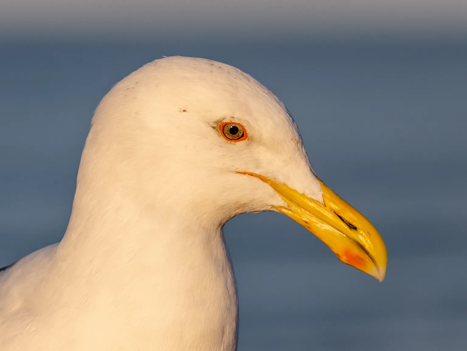 Animals of New Zealand