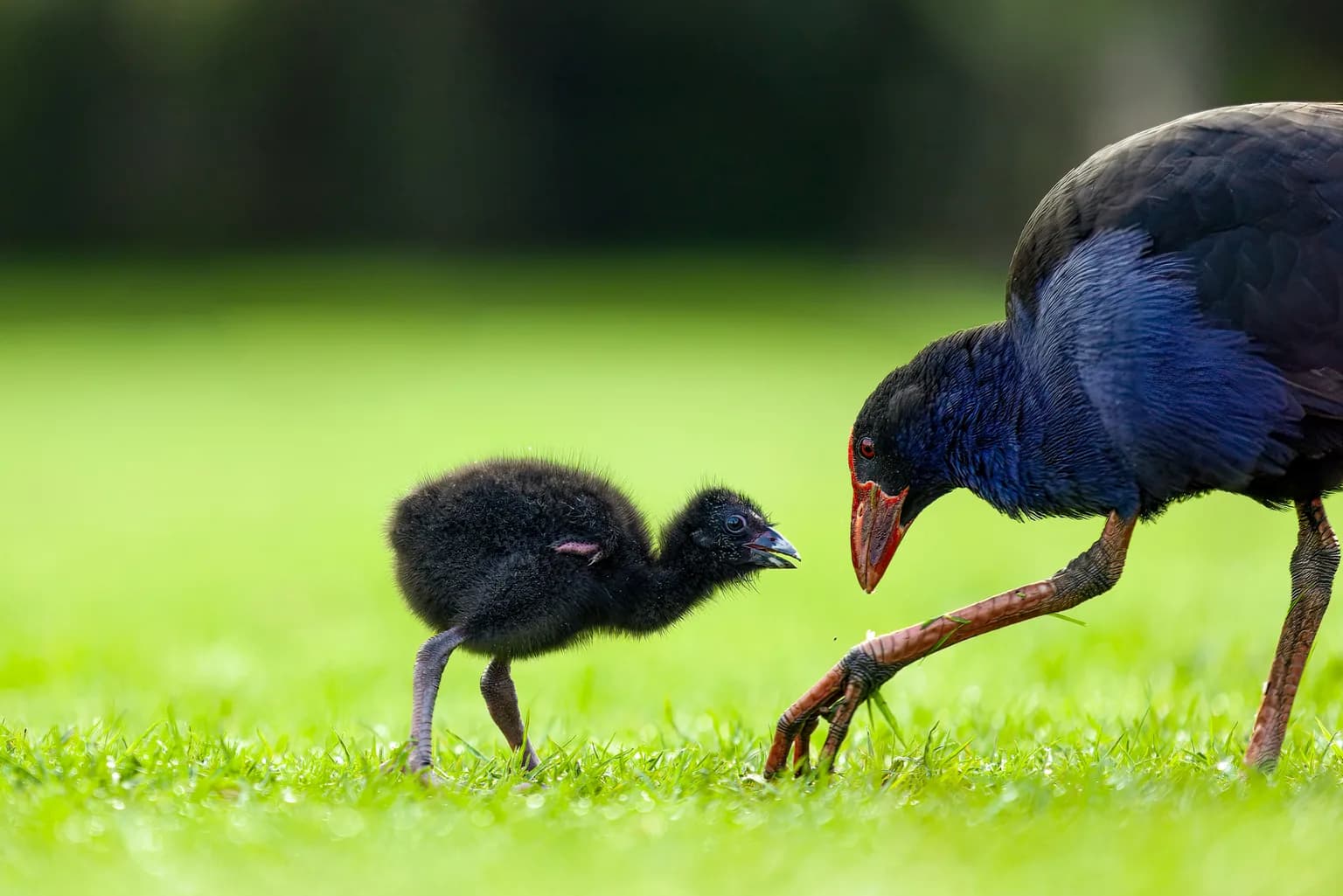 Language of New Zealand