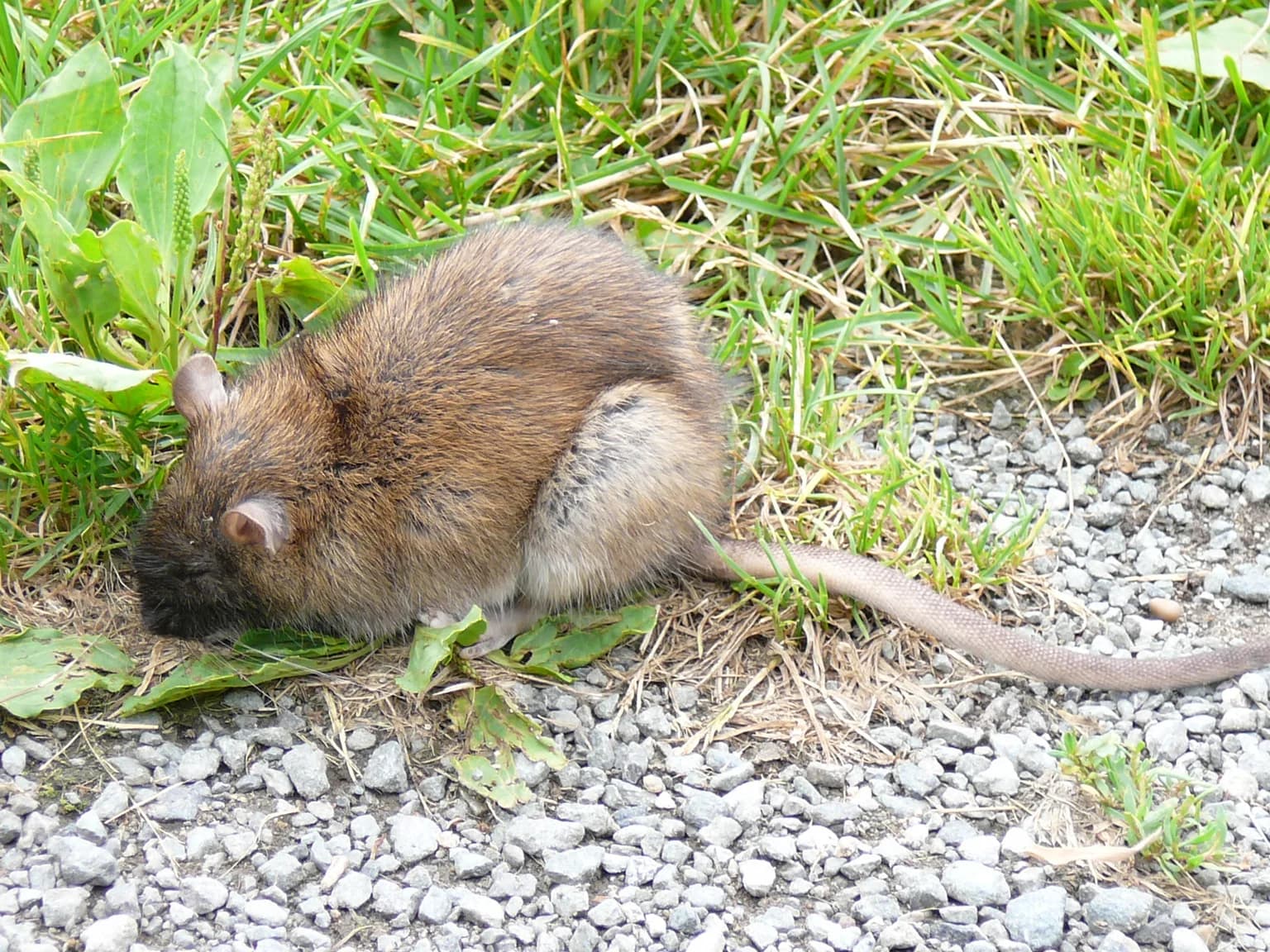 Animals of Norway