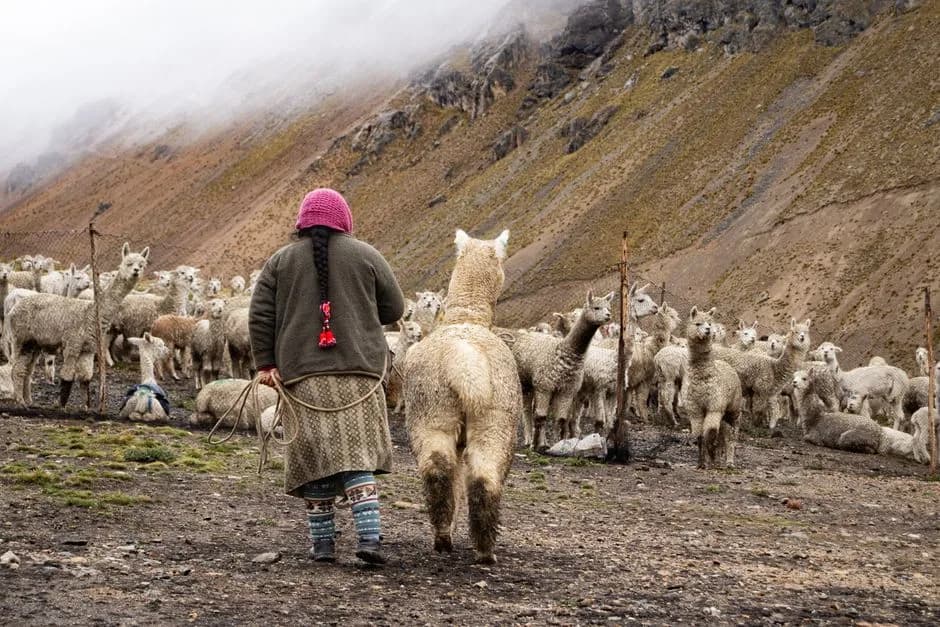 Animals of Peru