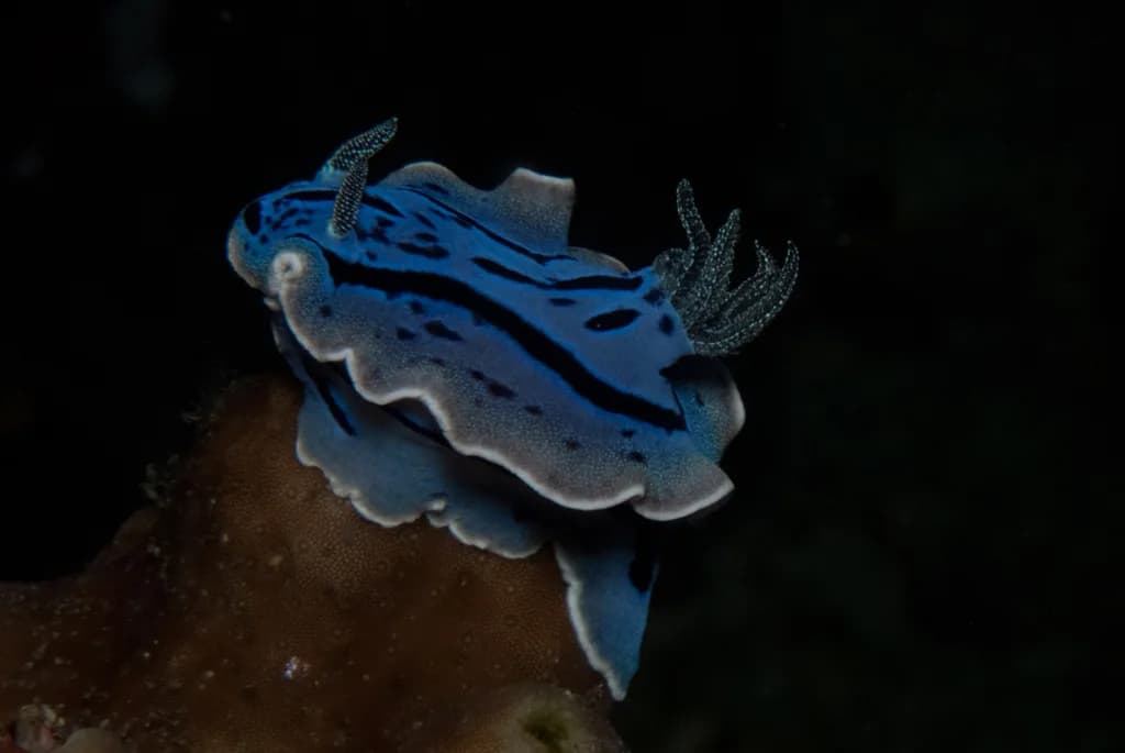 Animals of Philippines