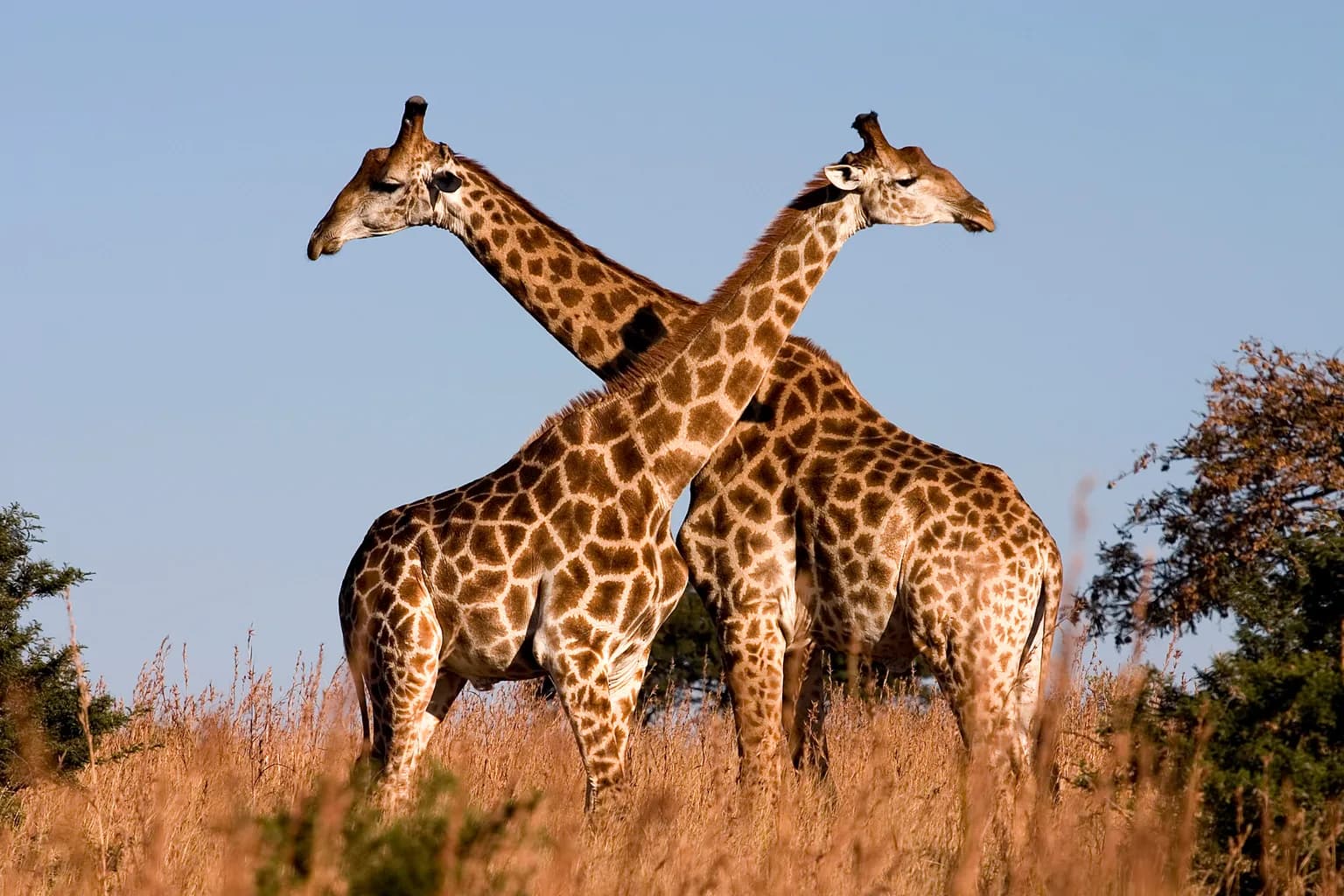 Animals of South Africa