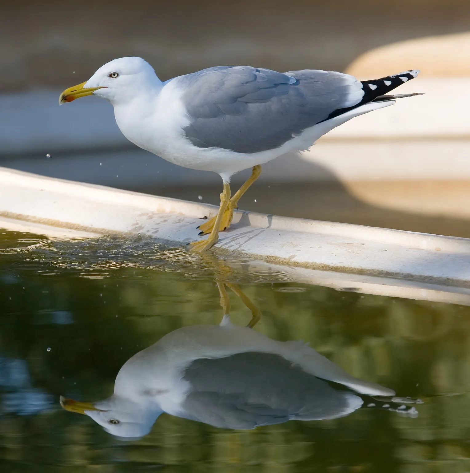 Animals of Spain