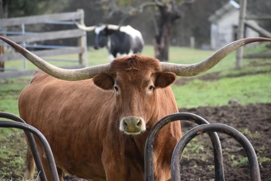 Animals of Texas